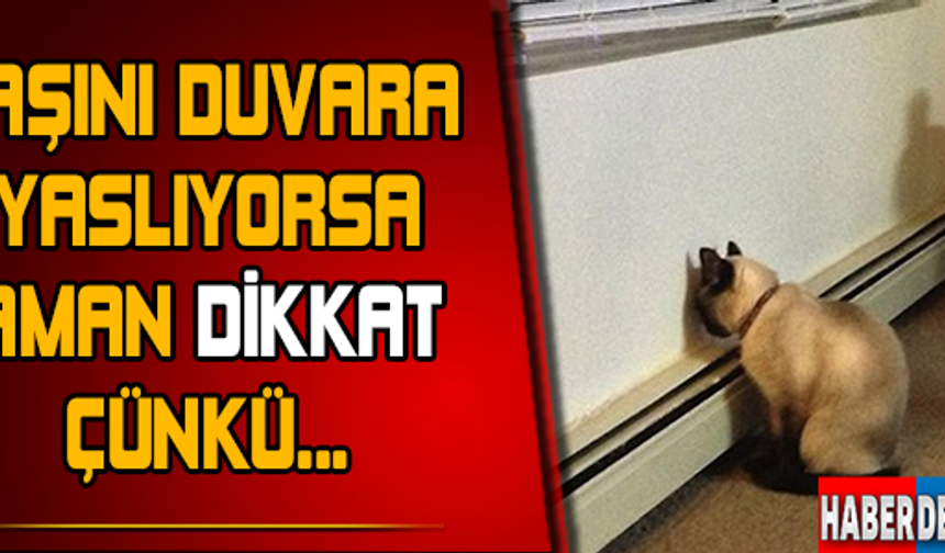 GALERİNİN DEVAMI İÇİN TIKLAYIN...