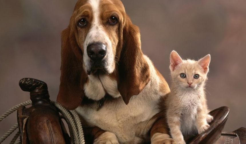 Kedi ve köpeklerde duvara baş yaslama ciddi sorunların habercisi olabiliyor. Veteriner Dr. Kim Smyth bu tür davranışlarla ilgili açıklamalarda bulundu.