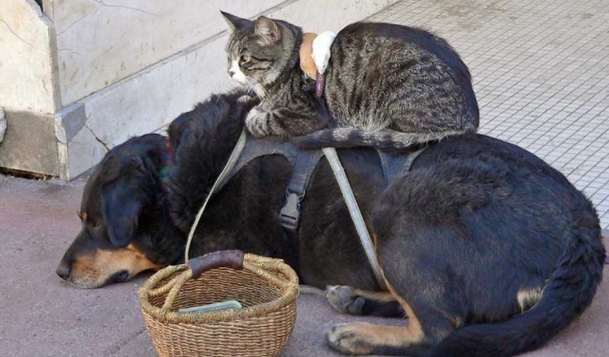 Kediniz veya köpeğiniz başını mobilya, duvar vb gibi sert cisimlere yaslıyorsa bu ciddi sağlık sorunlarının göstergesi olabiliyor.

Pek çok hastalık sebebiyle bu tür davranışlar görülebiliyor.