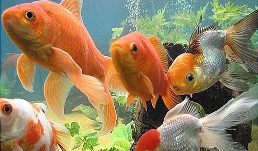 Colorado Parklar ve Doğal Yaşam (CPW) yetkilileri bu görüntünün, birkaç sene önce göle dört, beş Japon balığı bırakılması sonucu oluştuğunu tahmin ediyor. Gölde şu anda binlerce Japon balığı yaşıyor ve uzmanlar bu durumun gölün doğal yerlisi olan diğer canlılar için tehlike arz ettiği kanısında.