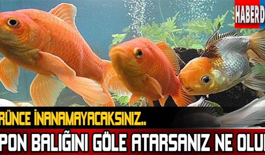 Colorado, Boulder&#039;daki Teller Gölü dev bir Japon balığı havuzuna dönmüş durumda. Yetkililer uyarıyor: Evdeki süs balıklarınızı göllere atmayın!