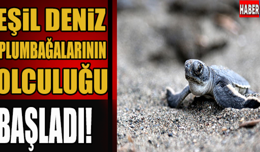Yeşil deniz kaplumbağalarının yolculuğu başladı

GALERİNİN DEVAMI İÇİN TIKLAYIN...