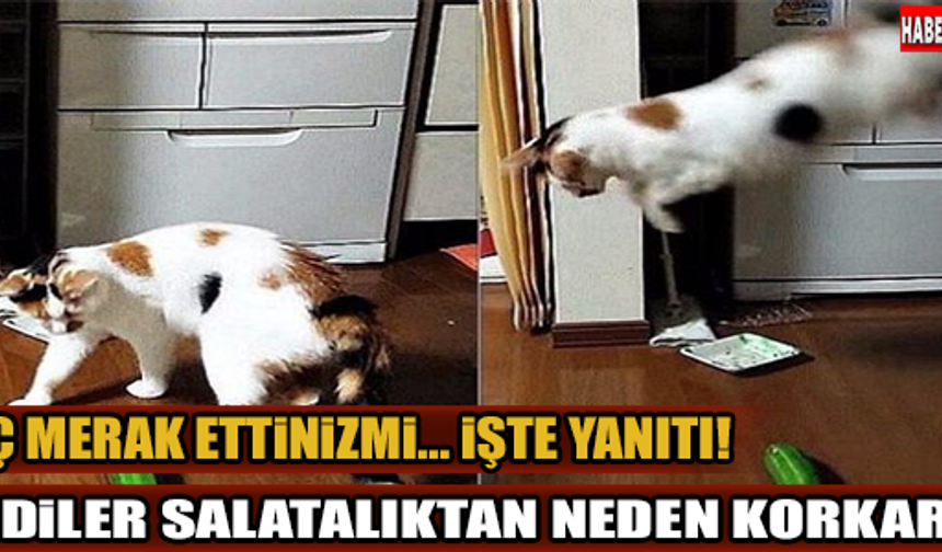 KEDİLER SALATALIKTAN NEDEN KORKAR? İŞTE YANITI..

GALERİ&#039;NİN DEVAMI İÇİN TIKLAYIN...