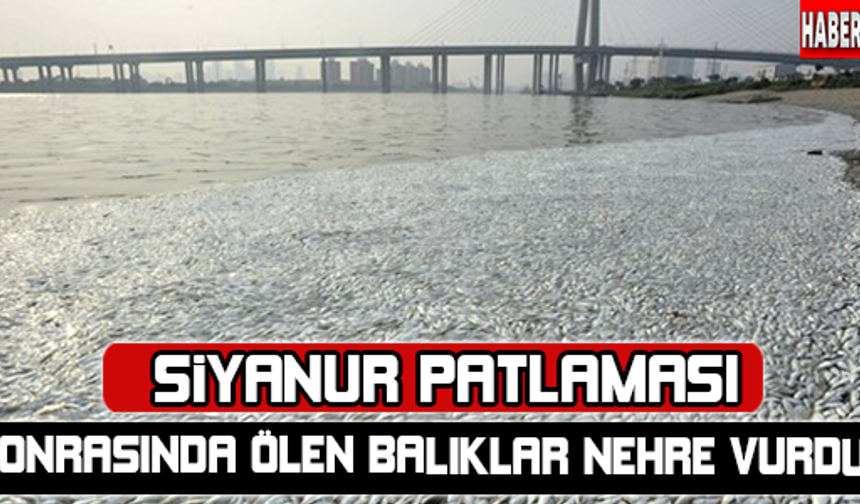 Çin&#039;deki siyanür patlaması sonrası balıklar nehire vurdu !

HABERİN DEVAMI İÇİN TIKLAYIN...