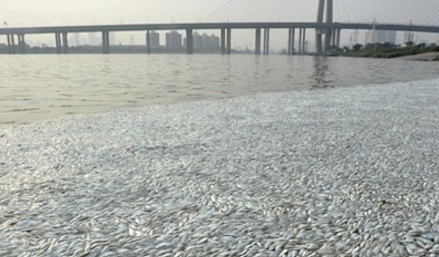 Çin&#039;in liman kenti Tianjin yakınındaki nehirden binlerce ölü balık kıyıya vurdu. Ölü balıklar yetkililerin Tianjin kentinde içme suyunun güvenli olduğunu açıklamasının ardından görüldü.
