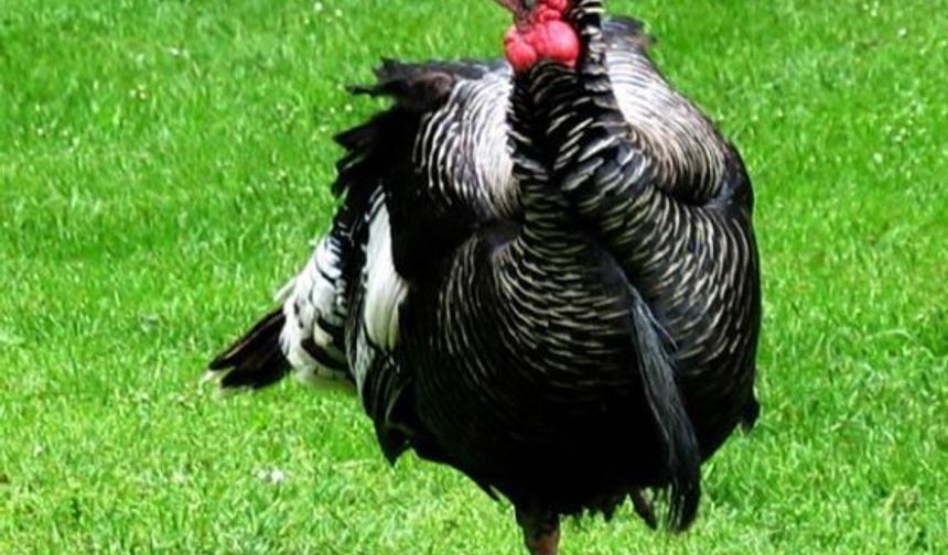 Yılbaşı gecesi dendiğinde çam ağaçları, noel süsleri, kırmızı iç çamaşırı esprileri, hediyeler ve baş köşesinde hindi bulunan sofralar hayallerimizde canlanmaktadır. Ancak bu çağrışımlar ile ilgili bazı yanlışlıklar var. Örneğin noel süsleri ve çam ağaçları, Hristiyanlar tarafından Hz. İsa’nın doğumunun kutlandığı 25 ve 26 ocak tarihlerinde kutlanılmakta olan Noel bayramı ile ilgili kavramlardır ve yılbaşı kutlamaları ile alakasız kavramlardır. Hele yılbaşı gecesi ve hindi arasındaki ilişki söz konusu olduğunda, oldukça alakasız bir tablo söz konusudur.
