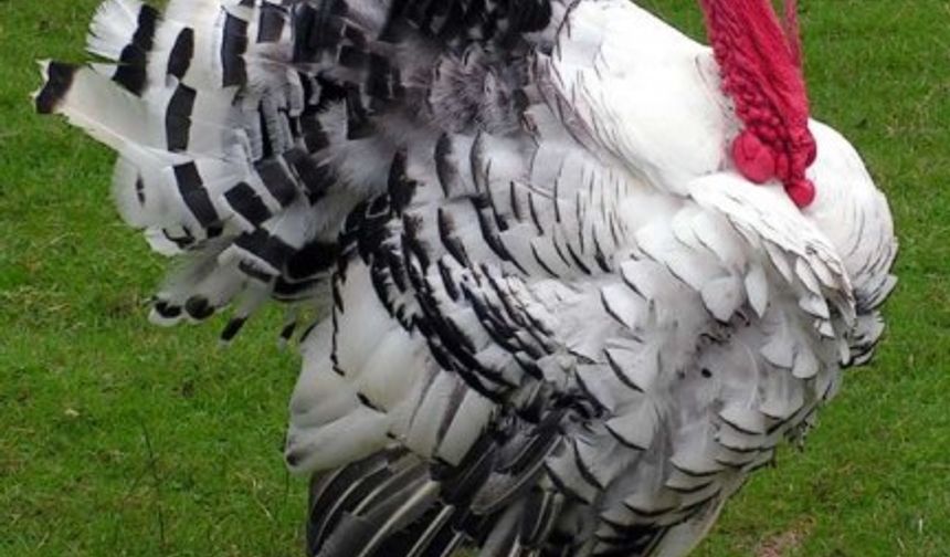 Öncelikle yılbaşı sofralarında hindi bulunması ile ilgili hiçbir kültürde, hiçbir dini inançta herhangi bir ifade bulunmuyor. Günümüzde evcilleştirilmiş olan hindiler, Amerika’nın keşfi öncesinde yabani olarak yaşamlarını sürdüren hayvanlarmış. Amerika’da yaşamakta olan yerliler ise ziyaretçiler ile zaman içerisinde gelişen ilişkileri doğrultusunda mısır ekimi ve hindi avcılığı gibi bazı bilgileri paylaşmışlardır. Bu nedenle her yıl kasım ayı içerisinde kızılderililere şükranlarını sunmak amacı ile İngilizler trafından kutlanan şükran gününde, yemek sofralarında hindi yerini almaktadır.