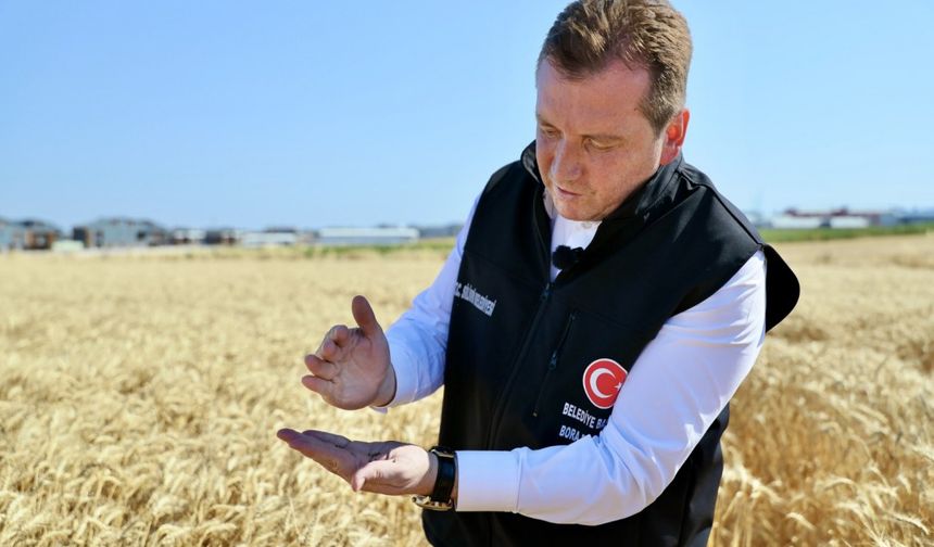 Silivri Belediyesi’nden Sosyal Dayanışma Hamlesi: Buğday Hasadı Tamamlandı, Un ve Saman Dağıtımı Başlıyor