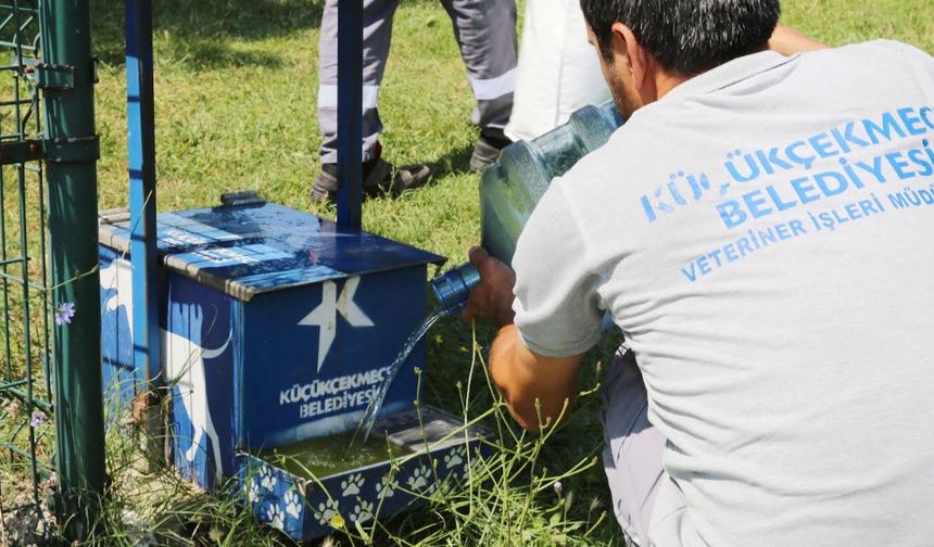 Küçükçekmece Belediyesi'nden Yaz Sıcağında Sokak Hayvanlarına Yaşam Desteği