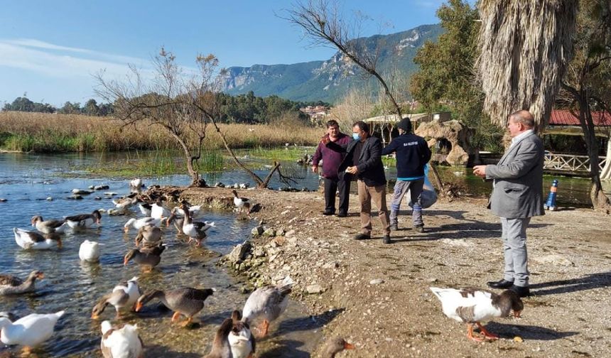 Akyaka Azmak Nehri’nde Kuş Gribi Tespit Edildi: Yetkililerden Acil Uyarı