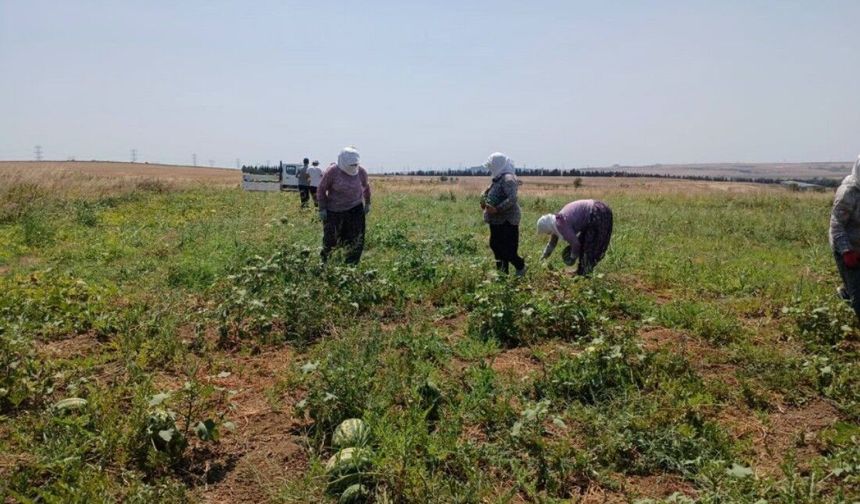 SİLİVRİ’DE TARLADA KARPUZ MESAİSİ: HASAT BAŞLADI