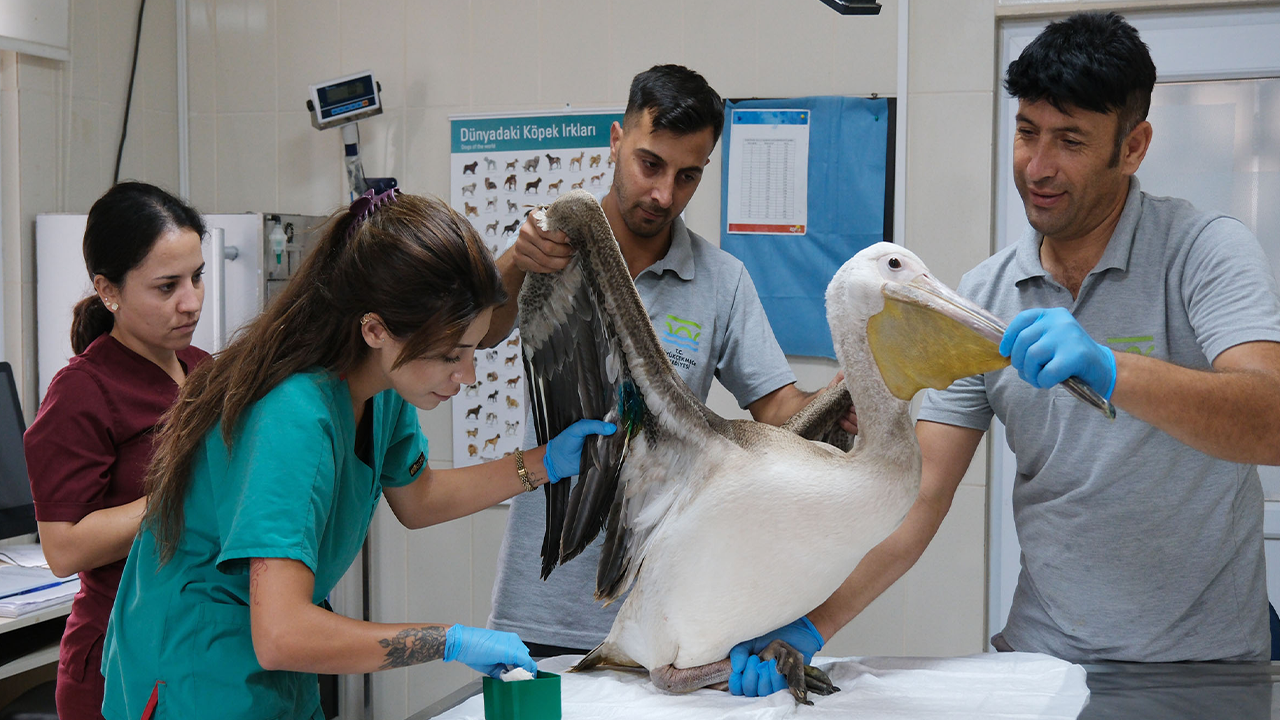 Büyükçekmece Pelikan2